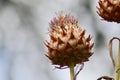 Wild flowers growing with a light background Royalty Free Stock Photo