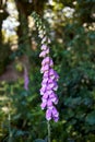 Fox Gloves in the woods. Royalty Free Stock Photo