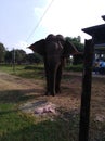 Sri lanka elephant in the temple