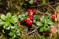 Image of wild lingonberry. Forest plant with leathery leaves and red berries