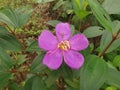 the wild melastoma malabathricum affine flowery weed plant.