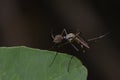 Image of Wild mosquito on green leaves. Insect. Animal Royalty Free Stock Photo