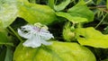 the wild passiflora foetida flower in the meadow. Royalty Free Stock Photo