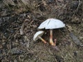 Wild poisonous stinking dapperling mushroom