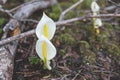 Image of wild poisonous two white flowers called Calla palustris in spring season