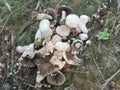 Wild poisonous white-colored parasol mushroom