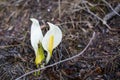 Image of wild poisonous white flowers called Calla palustris in spring season