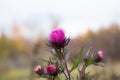 An image of a wild Scottish Thistle. A Thistle flower on a background of autumn landscape