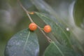 Image of wild shrub berry growth in the forest Royalty Free Stock Photo