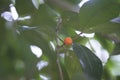 Image of wild shrub berry growth in the forest Royalty Free Stock Photo