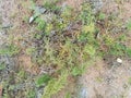 wild Staghorn clubmoss growing on the sandy ground.