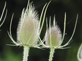 Wild teasel close up Royalty Free Stock Photo