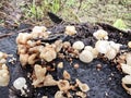 Tiny Crepidotus variabilis kidney-shaped fungi sprouting from decay trunk. Royalty Free Stock Photo