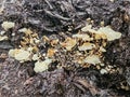 Tiny Crepidotus variabilis kidney-shaped fungi sprouting from decay trunk. Royalty Free Stock Photo