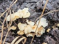 Tiny Crepidotus variabilis kidney-shaped fungi sprouting from decay trunk. Royalty Free Stock Photo