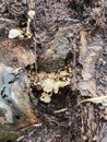 Tiny Crepidotus variabilis kidney-shaped fungi sprouting from decay trunk. Royalty Free Stock Photo