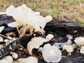 Tiny Crepidotus variabilis kidney-shaped fungi sprouting from decay trunk. Royalty Free Stock Photo