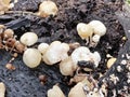Tiny Crepidotus variabilis kidney-shaped fungi sprouting from decay trunk. Royalty Free Stock Photo