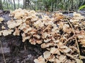 Tiny Crepidotus variabilis kidney-shaped fungi sprouting from decay trunk. Royalty Free Stock Photo