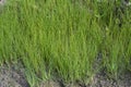 Wild water manna grass at the muddy ground