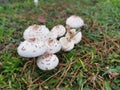 wild white toxic amanita citrina mushroom