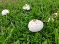 wild white toxic amanita citrina mushroom