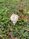 wild white toxic amanita citrina mushroom