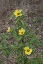 wild white turnera subulata flower by the meadow Royalty Free Stock Photo