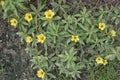 wild white turnera subulata flower by the meadow Royalty Free Stock Photo