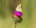 Wildlife butterfly sits on the kyrgyz Cirsium