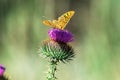 wildlife butterfly sits on the kyrgyz Cirsium