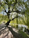 Willow tree on a warm spring day Royalty Free Stock Photo