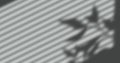 Image of window shadow of leaves and blinds over grey background Royalty Free Stock Photo