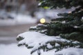 Image of a winter pinetree