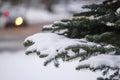 Image of a winter pinetree