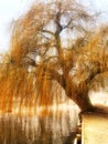Willow tree on a cold foggy day Royalty Free Stock Photo