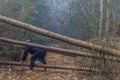 Image of a woman going through the trunks of fallen trees that are blocking the way on a path in the forest