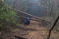 Image of a woman who is watching how to pass between the trunks of fallen trees that block a path in the forest