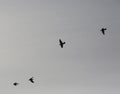 Wood pigeons in flight Royalty Free Stock Photo