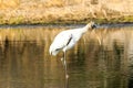 Wood Stork Myakka River State Park