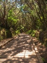 Image of wooden pathway in the old laurel forest of Anaga, Tenerife Royalty Free Stock Photo