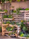 Image of wooden wall with wood boxes full of beautiful colorful flowers. decoration Royalty Free Stock Photo