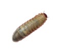 Image of worm beetle