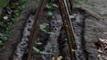 This is an image of yard long bean plants .