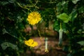 Close up Loofah luffa gourd yellow flower  on natural light Royalty Free Stock Photo