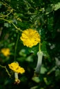 Close up Loofah luffa gourd yellow flower  on natural light Royalty Free Stock Photo