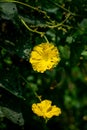 Close up Loofah luffa gourd yellow flower  on natural light Royalty Free Stock Photo