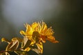 YELLOW HYPERICUM FLOWER ON A BRANCH WITH LEAVES