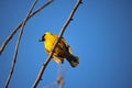 YELLOW SOUTHERN MASKED WEAVER BIRD WITH MORSEL IN BEAK Royalty Free Stock Photo