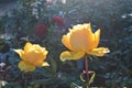 Image of yellow roses. Friendship rose. Beautiful yellow rose.